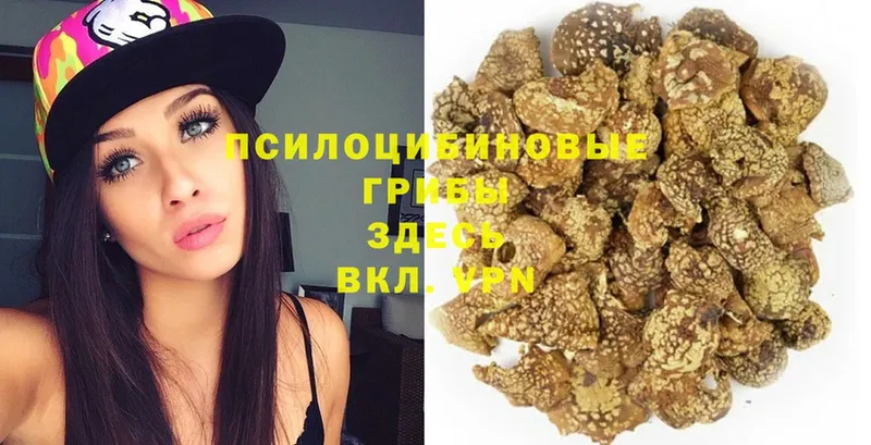 Галлюциногенные грибы GOLDEN TEACHER  наркота  Калининец 